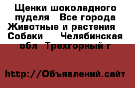 Щенки шоколадного пуделя - Все города Животные и растения » Собаки   . Челябинская обл.,Трехгорный г.